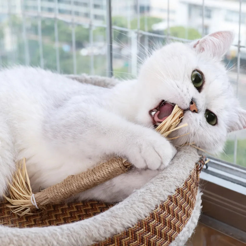 Jouets à mâcher pour chats en bois